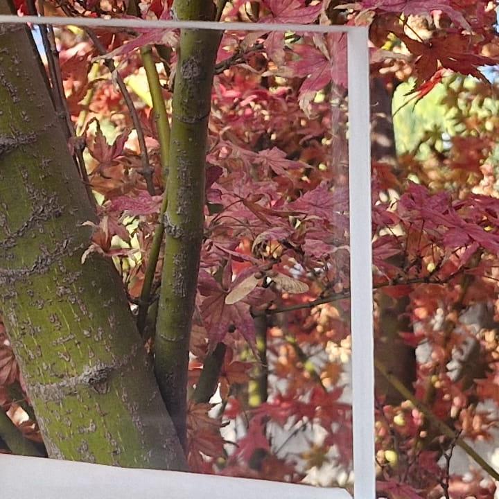 Plancha de Policarbonato Balístico | Wenel