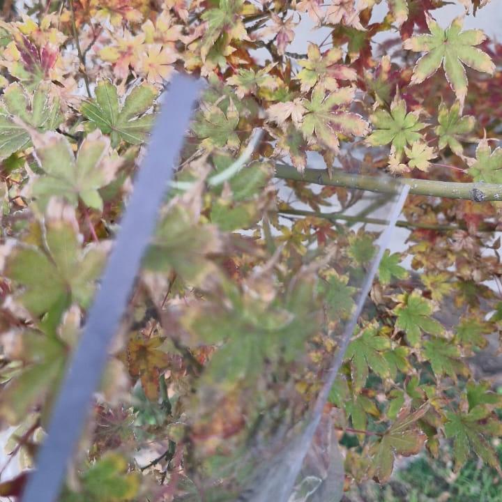 Plancha de Policarbonato Balístico | Wenel