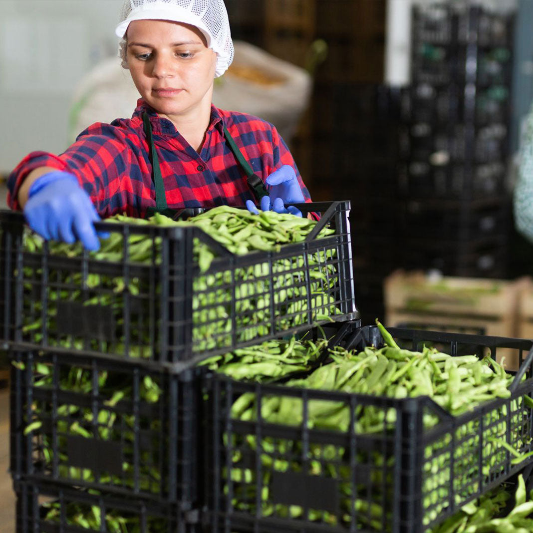 Proyecto de instalación de invernadero realizado por Wenel